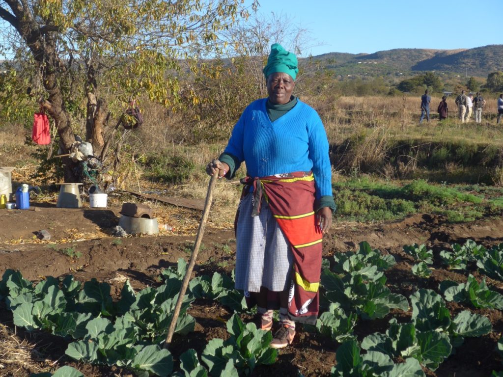 A female farmer tends her irrigated field in Limpopo Province, South Africa. Groundwater represents an underused resource for irrigation across much of sub-Saharan Africa (Photo: Karen Villholth/IWMI)