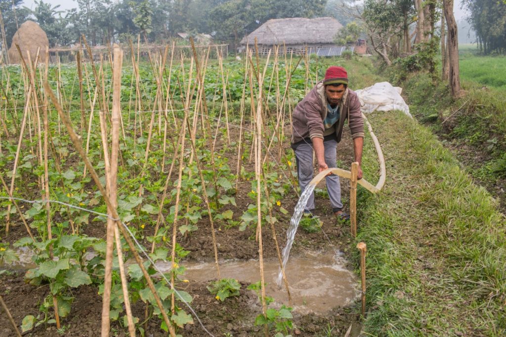 Vegetable farmer who uses solar pumps for irrigation in Sayapatri Tol, Budiganga Rural Municipality 7, Morang District of Nepal. Photo: Nabin Baral / IWMI