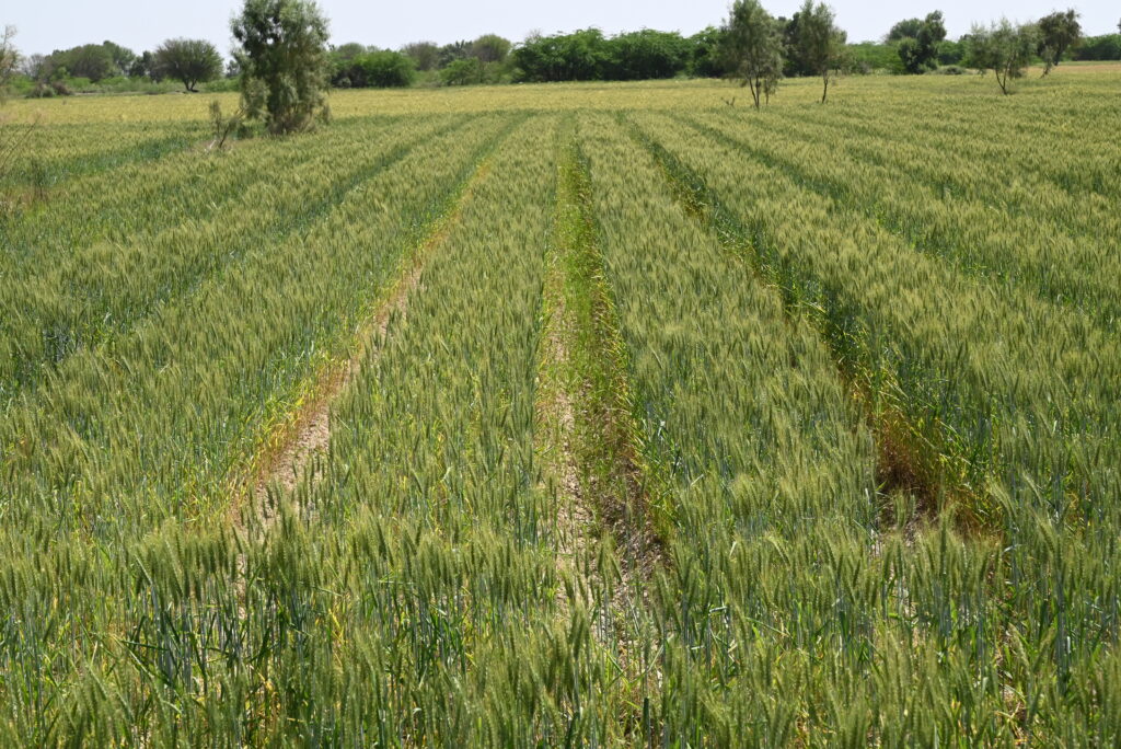 Wheat grown on raised beds in Village Bara Khel, Tehsil and District Tank in the Khyber Pakhtunkhwa province.