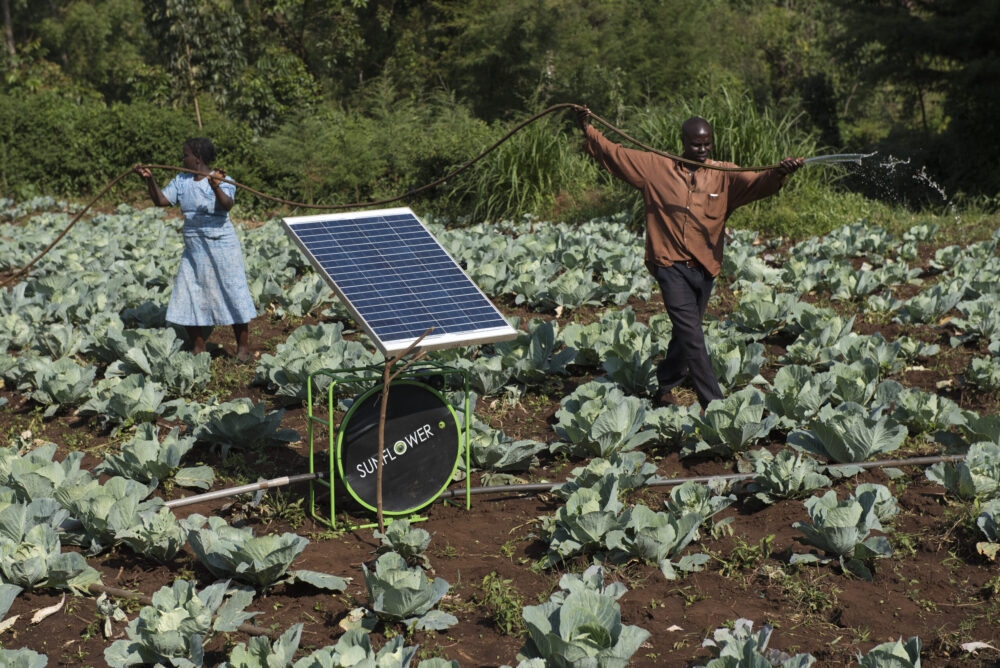 Farmers irrigate their crops using a Sunflower Solar Irrigation System. Photo: Jeffery M Walcott / IWMI