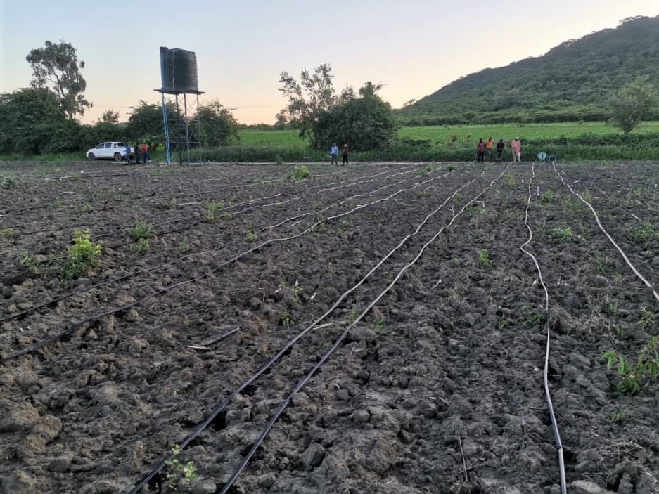 Makonde Solar Irrigation site with drip line installations. Photo: Tinashe Dirwal / IWMI