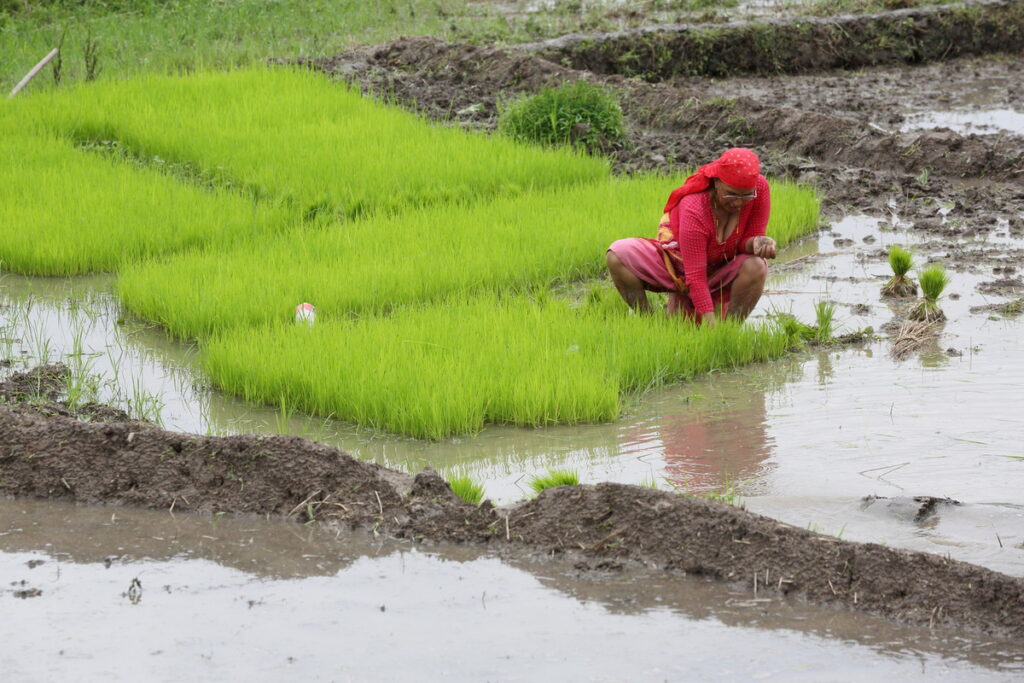 Sunti Nepali pulls paddy rice seedlings for transplanting into rice fields in Chobar, Kathmandu Valley, Nepal