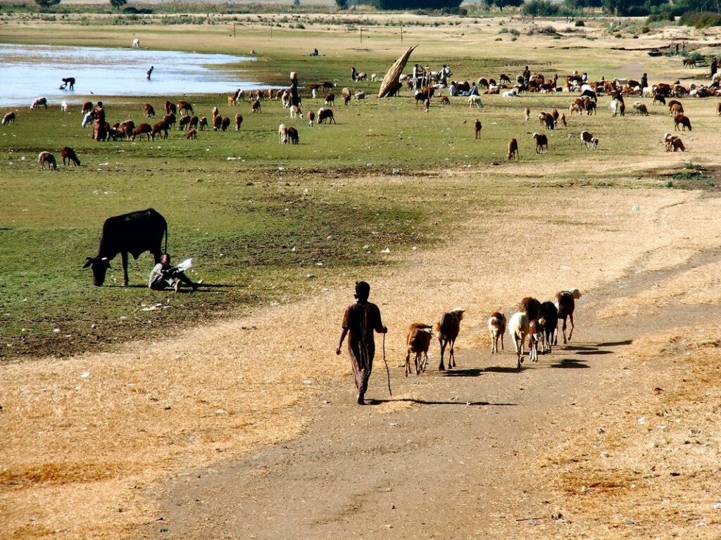 Grazing livestock in a wetland in Ethiopia Photo: Matthew McCartney / IWMI