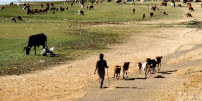 Grazing livestock in a wetland in Ethiopia Photo: Matthew McCartney / IWMI