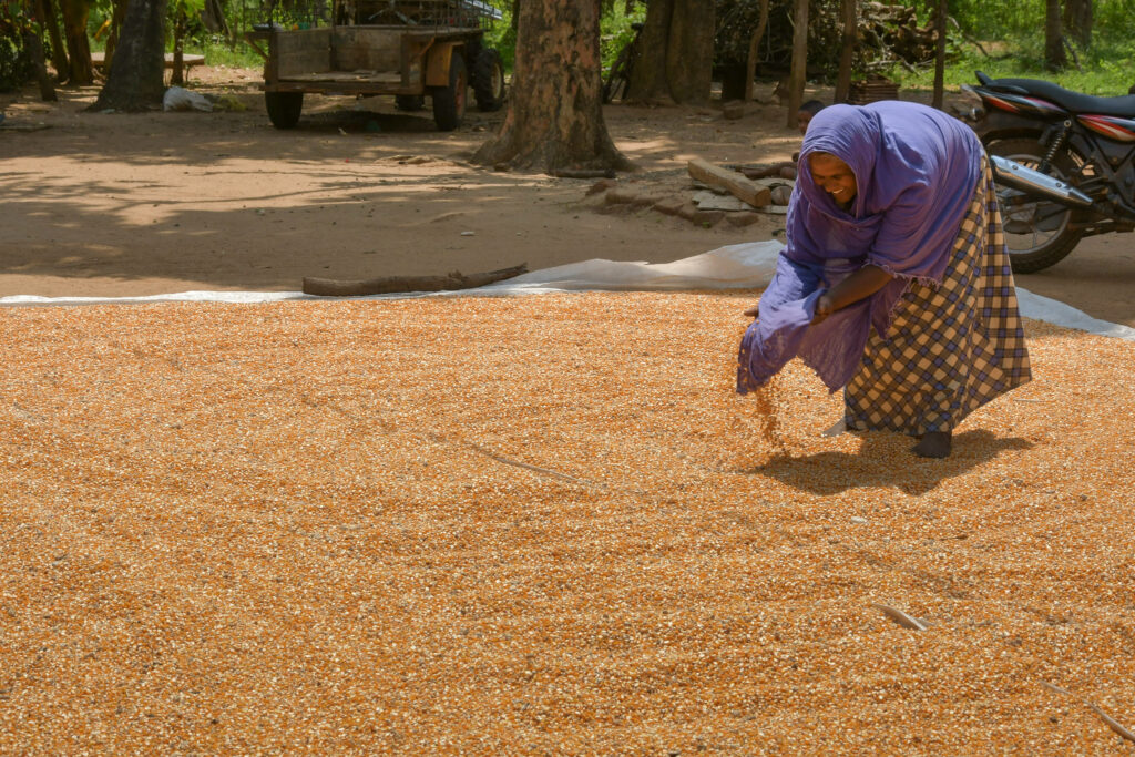 Farmer drying maize in the village of Galenbindunuwewa in the North Central Province of Sri Lanka. Photo: Samurdhi Ranasinghe / IWMI